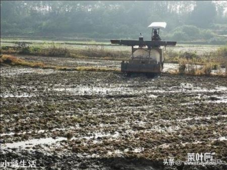 农村种植水稻，田土带沙性好，还是粘土好？