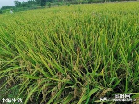 农村种植水稻，田土带沙性好，还是粘土好？