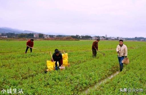 农村种油菜，用什么肥最保险？