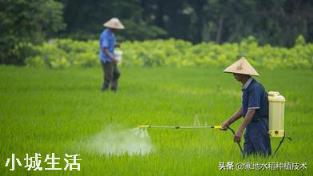 水稻打双草醚后几天才能施肥？