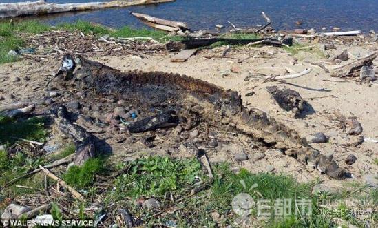 布雷路怪兽：威斯康辛州埃尔克霍恩乡村道路神秘生物