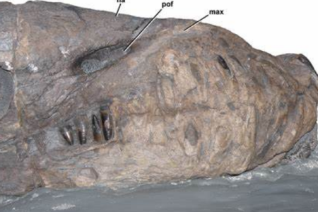 达克龙:拥有海鳄类唯一锯齿状牙齿？海洋顶级掠食者