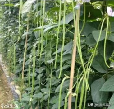 长豆角种植的时间和方法是什么？