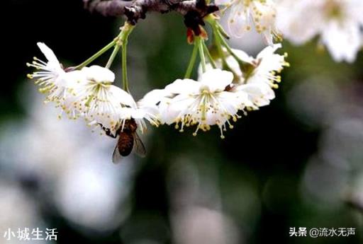 黄蜜大樱桃味道最好，坐不住果很难整，该如何办？