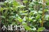 种植豆角要想提高产量就要打尖，如何对豆角进行打尖呢？？？