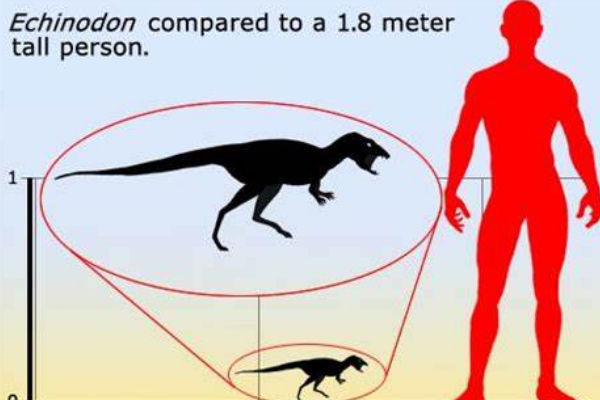 迷你型植食三角龙：棘齿龙 仅0.7米长？不如成年人高