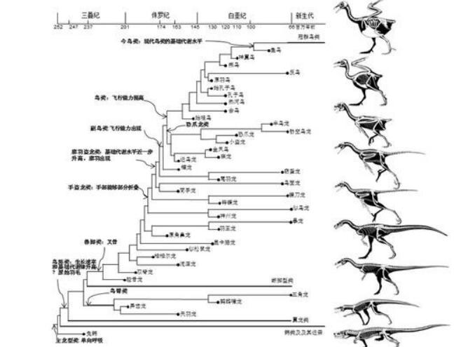 恐龙的演变过程图，槽齿类爬行动