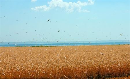 世界最大的蝗虫群 1889年红海上空出现2500亿只蝗虫