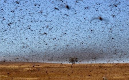 世界最大的蝗虫群 1889年红海上空出现2500亿只蝗虫