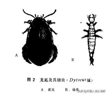 农村水塘里叫“水蟑螂”的虫子，擅长潜水也能飞，到底是益虫还是害虫呢？