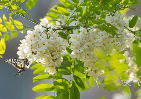 干槐花可以和什么一起泡？槐花是焯水好还是不焯水好？