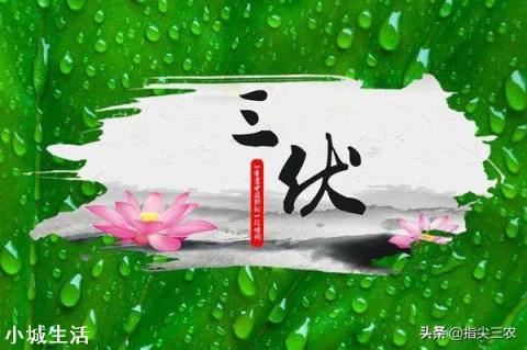 明日入伏，入伏吃什么好？农村俗语“头伏饺子二伏面”是啥道理？