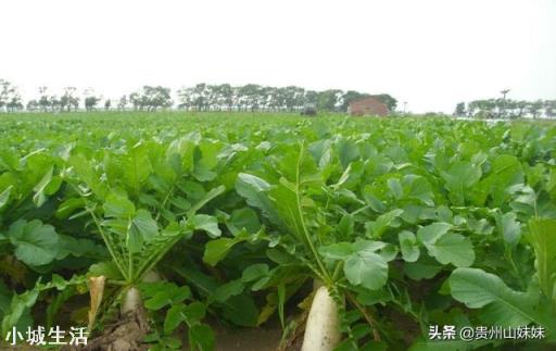 头伏萝卜二伏芥，头伏种植的是胡萝卜还是白萝卜呢？什么时候种植适合？