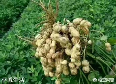 怎样才能使花生多结果，结饱果？