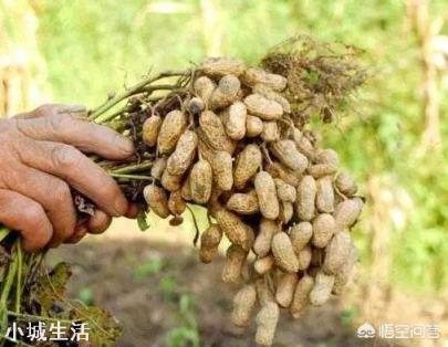 怎样才能使花生多结果，结饱果？