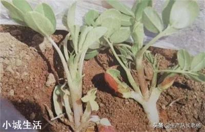 怎样才能使花生多结果，结饱果？