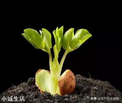 怎样才能使花生多结果，结饱果？