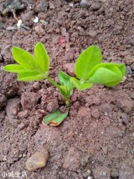 怎样才能使花生多结果，结饱果？