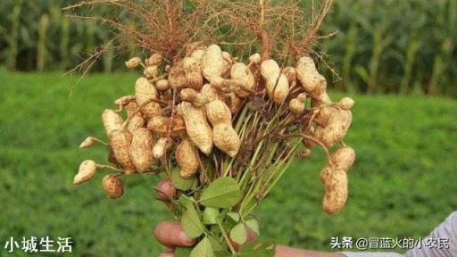 怎样才能使花生多结果，结饱果？