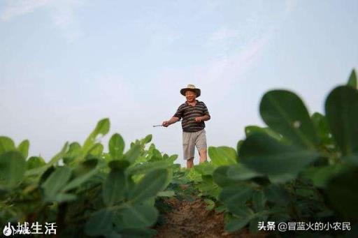 怎样才能使花生多结果，结饱果？