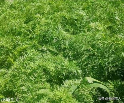 胡萝卜怎样种植能高产？