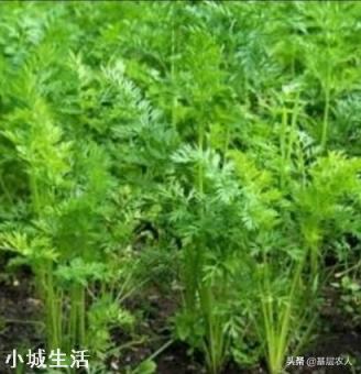 胡萝卜怎样种植能高产？