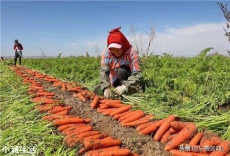 胡萝卜怎样种植能高产？