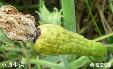 菜园子种植的南瓜刚刚结果，小瓜就掉了，这是什么原因呢？南瓜要不要压蔓？