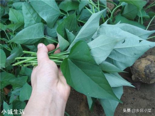 叶用甘薯营养有什么？怎么种植管理？