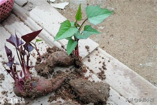 叶用甘薯营养有什么？怎么种植管理？