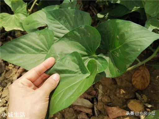 叶用甘薯营养有什么？怎么种植管理？