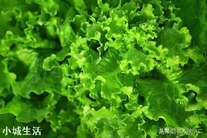 生菜什么时候播种好？生菜怎么种植3天出芽吃都吃不完呢？