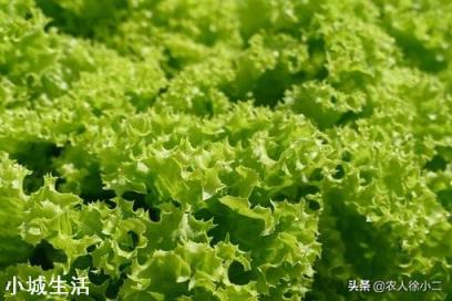 生菜什么时候播种好？生菜怎么种植3天出芽吃都吃不完呢？