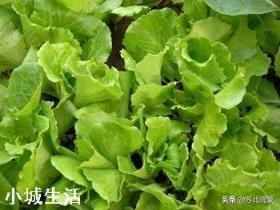 生菜什么时候播种好？生菜怎么种植3天出芽吃都吃不完呢？