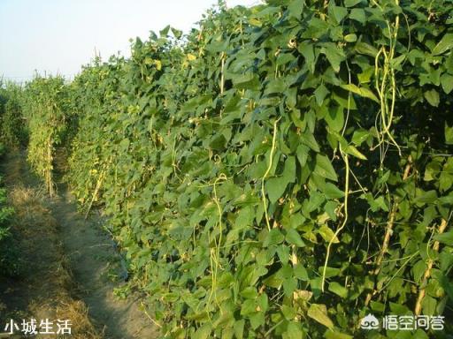 蔬菜根系不长，植株矮小是什么原因呢？