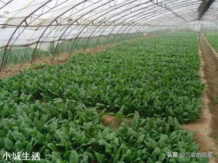 蔬菜根系不长，植株矮小是什么原因呢？