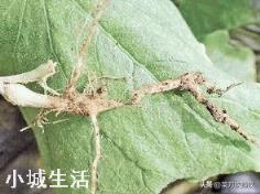 蔬菜根系不长，植株矮小是什么原因呢？