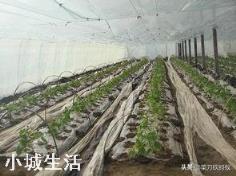 蔬菜根系不长，植株矮小是什么原因呢？