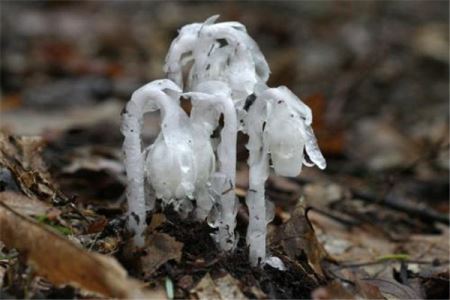 世界上最罕见的花 幽灵兰花（生长在美国佛罗里达州）