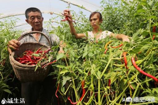 自家地里种植辣椒，长出许多杂草，有害吗？？？需不需要拨除？