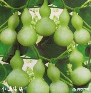 小葫芦怎么种植？