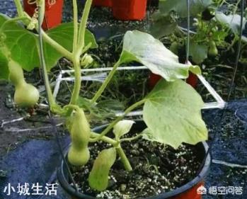 小葫芦怎么种植？