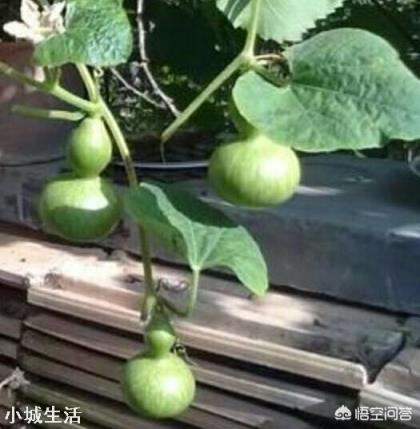 小葫芦怎么种植？