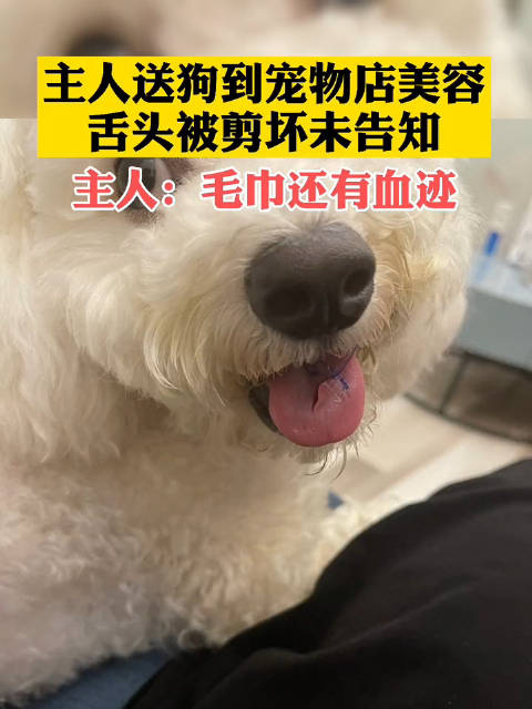 宠物店给训练狗狗吗 宠物店狗狗洗澡多少钱