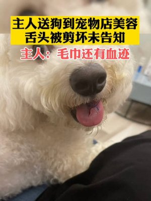 宠物店给训练狗狗是真的吗？宠物店狗狗洗澡多少钱