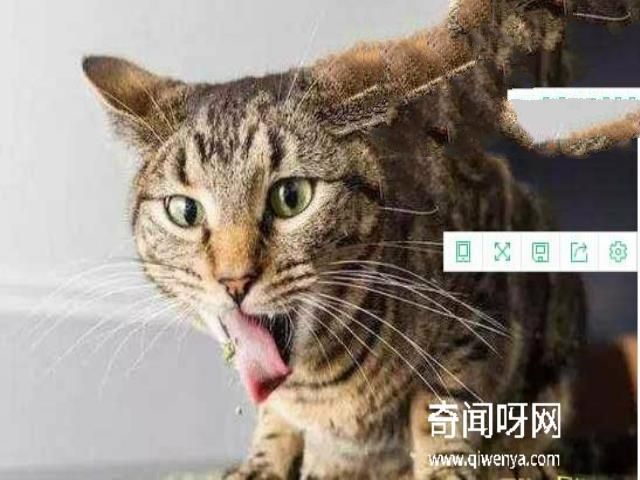 猫不可靠近死尸试验，超强的静电作用造成尸体直立