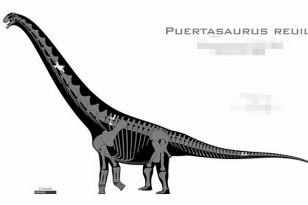 瑞氏普尔塔龙:拥有最宽蜥脚类脊椎？宽1.6米/体长30米
