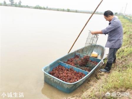 虾塘密度大如何让虾子快速长大？