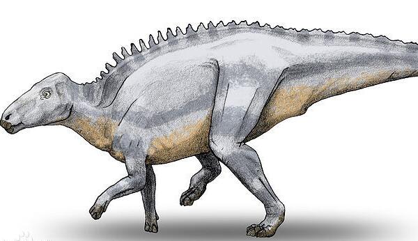 沼泽龙：欧洲中型食草三角龙（长5米,距今6500万年前）