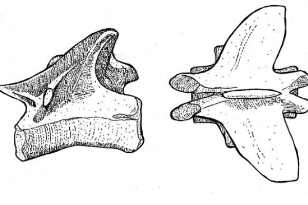 翼椎龙:德国小型恐龙？长2米/仅发掘一块脊椎骨